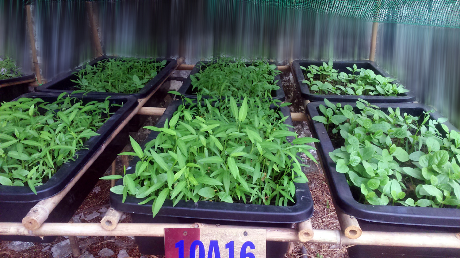 TIẾT HỌC NGOÀI LỚP HỌC - VƯỜN SINH HỌC